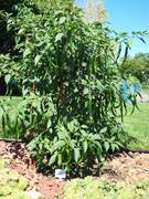 Kung Pao Hybrid