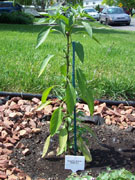 Kung Pao Hybrid