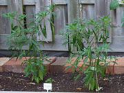 Kung Pao Hybrid