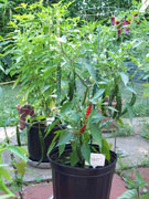 Kung Pao Hybrid