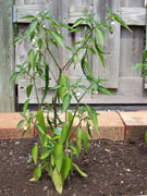 Kung Pao Hybrid