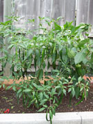 Kung Pao Hybrid