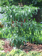 Kung Pao Hybrid