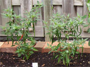 Kung Pao Hybrid