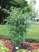 Kung Pao Hybrid