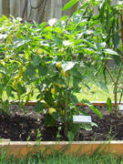 Alma Paprika