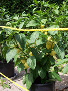 Alma Paprika