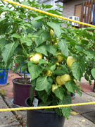 Alma Paprika