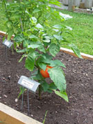 Alma Paprika