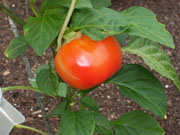 Alma Paprika