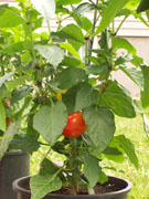 Alma Paprika