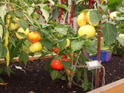 Alma Paprika