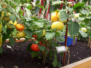 Alma Paprika