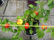 Alma Paprika
