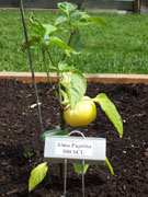 Alma Paprika