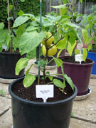 Alma Paprika