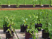 Alma Paprika
