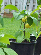 Alma Paprika