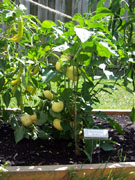 Alma Paprika