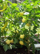 Alma Paprika