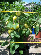 Alma Paprika
