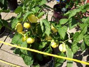 Alma Paprika
