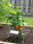 Alma Paprika