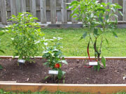 Alma Paprika