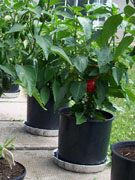 Alma Paprika