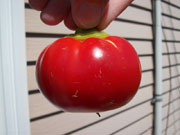 Alma Paprika