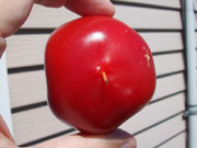 Alma Paprika