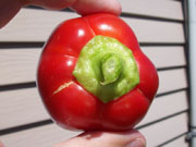 Alma Paprika