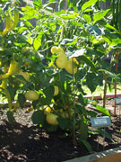 Alma Paprika
