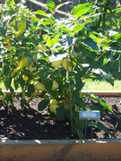 Alma Paprika