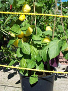 Alma Paprika