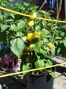 Alma Paprika