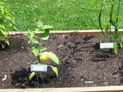 Alma Paprika