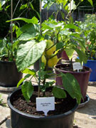 Alma Paprika