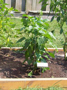 Alma Paprika