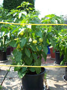Alma Paprika