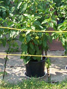 Alma Paprika