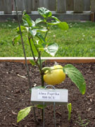Alma Paprika