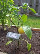 Alma Paprika