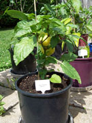 Alma Paprika