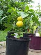 Alma Paprika