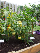 Alma Paprika