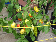 Alma Paprika