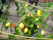 Alma Paprika