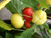 Alma Paprika
