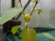 Alma Paprika